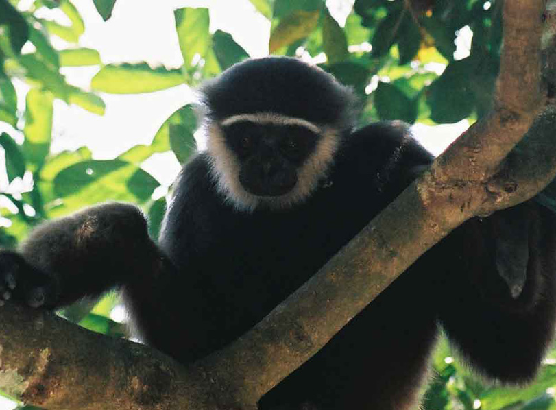 熱帯 多 雨林 動物 809453